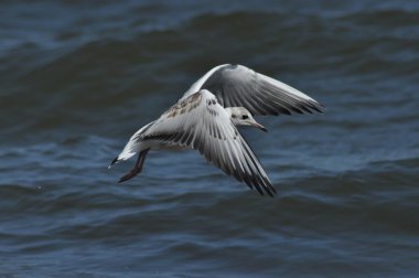 Martı dalgalar üzerinde. Deniz, plaj, tatil. Polonya tatilleri