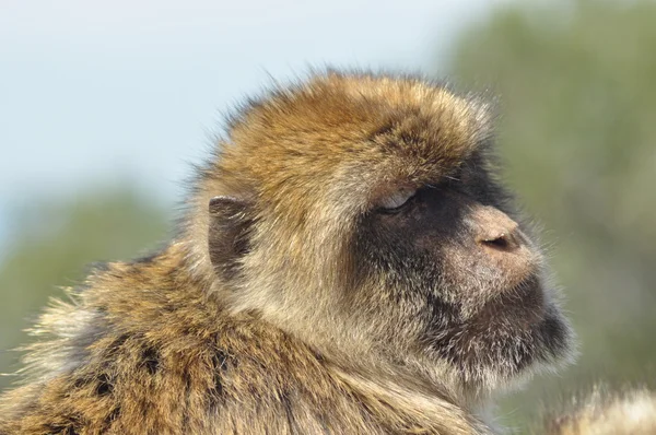Makak apa porträtt, Gibraltar. Galten primater i naturen. — Stockfoto