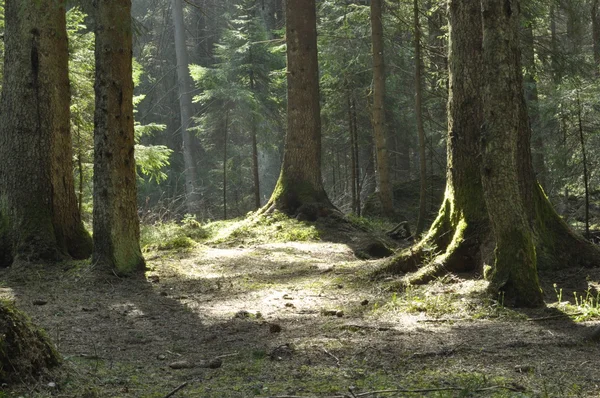 Ladin ormandaki ağaçların gövdeleri. Ağaç tepelerinin kırma güneş ışınlarının.