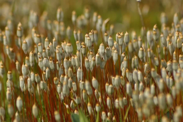 Prosvětlení moss. Detailní záběr na jednotlivé konstrukční prvky mechu. Makro fotografie. — Stock fotografie