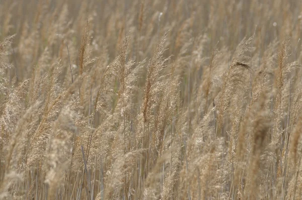 Esintiyle sallanan Reed. Kuru otlar SAP. Yakıt ve yanıcı ürün.
