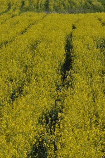 Canola en fleurs — Photo