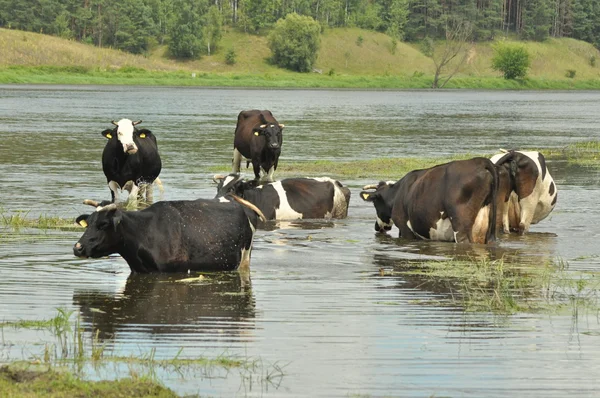 Cows in the river Bug, watering — Stock Photo, Image