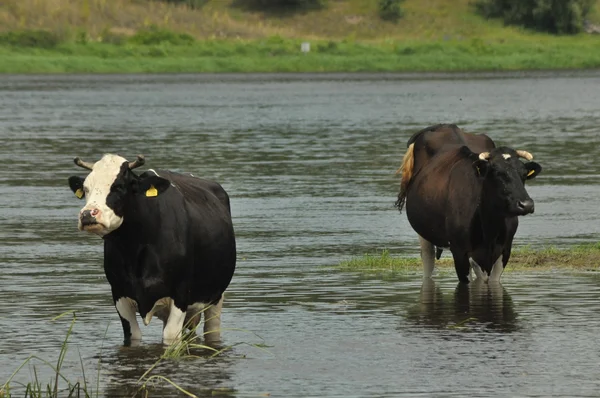 Cows in the river Bug, watering — Stock Photo, Image