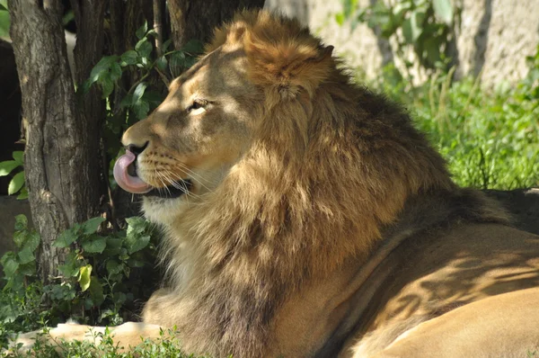 Lew w zoo, duży kocur dziki — Zdjęcie stockowe