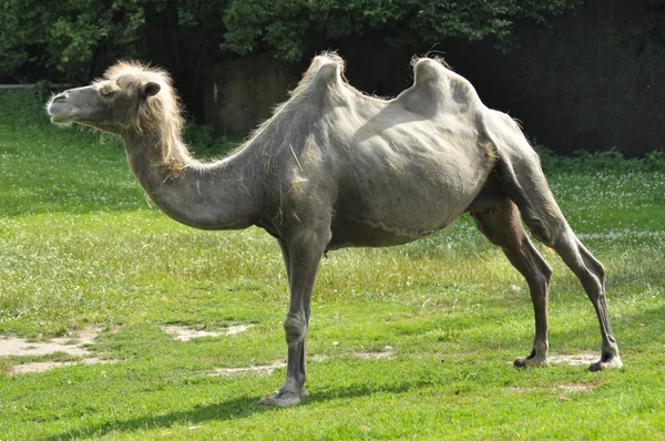 Ein Kamel im Zoo, Säugetierwüste — Stockfoto