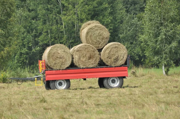 Skörda i fälten. Halm balar kollapsade. Slutet av sommaren — Stockfoto