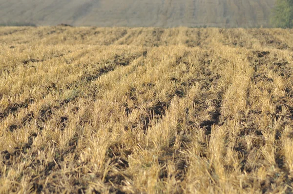 Stoppeln nach der Ernte endlich. Gemähte Landwirtschaft. Herbst in Polen. — Stockfoto