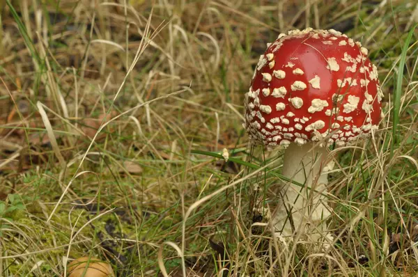 Cogumelo de toadstool vermelho na floresta enquanto, não comestível, venenoso — Fotografia de Stock