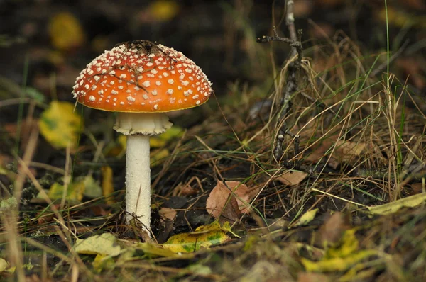Cogumelo de toadstool vermelho na floresta enquanto, não comestível, venenoso — Fotografia de Stock