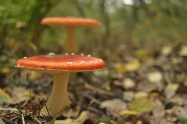 Red toadstool mushroom in the forest while, inedible, poisonous — Stock Photo, Image