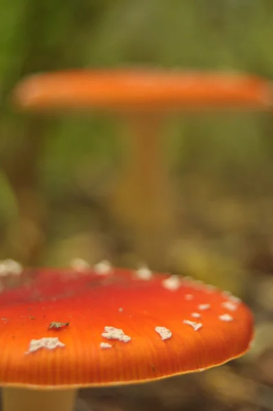 Red toadstool mushroom in the forest while, inedible, poisonous — Stock Photo, Image