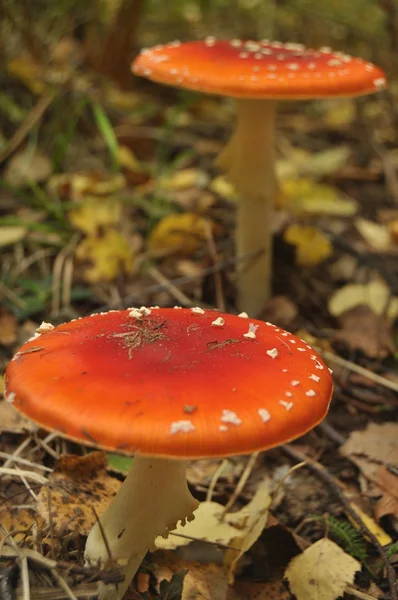 Cogumelo de toadstool vermelho na floresta enquanto, não comestível, venenoso — Fotografia de Stock