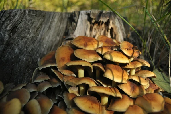 Mushrooms in the forest. Mushrooming. Autumn. Edible and poisonous mushrooms. The fruiting bodies produce spores. — Stock Photo, Image