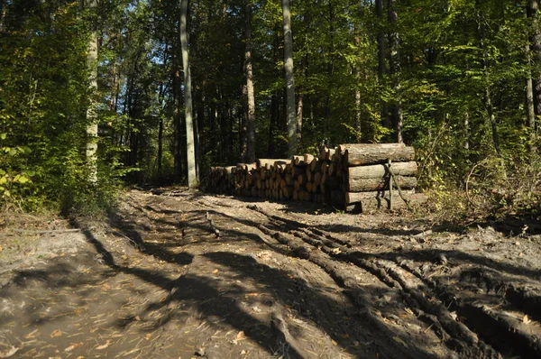 Corte de árboles y almacenamiento antes del envío. Madera cortada en pedazos . — Foto de Stock