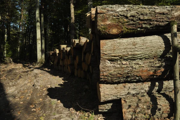 Recorte de árvores e armazenamento antes da expedição. Madeira cortada em pedaços . — Fotografia de Stock