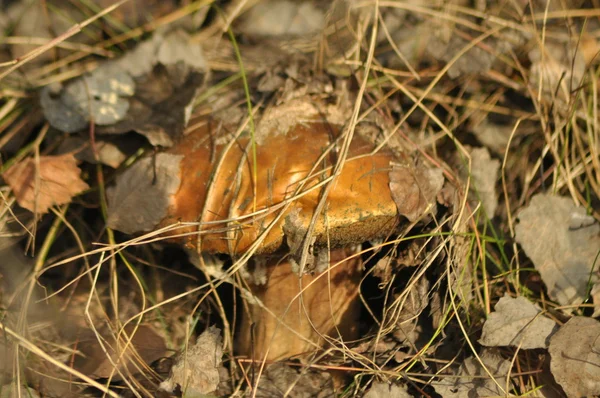 Pilze im Wald. Pilze aus dem Boden schießen. Herbst. essbare und giftige Pilze. die Fruchtkörper produzieren Sporen. — Stockfoto
