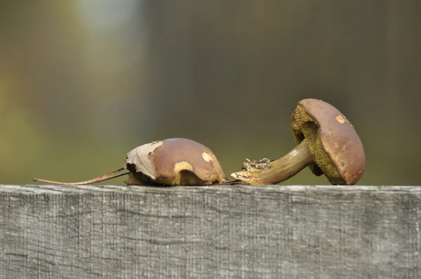A gomba az erdőben. Gomba. Ősszel. Ehető és mérges gombák. Spórákat a termőtestek termelnek. — Stock Fotó