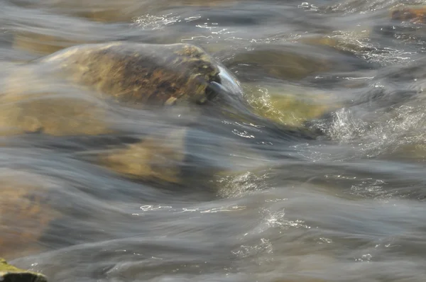 Stenar i floden. Snabbt strömmande vatten. Uppfriskande floden fjällbäck. Strömmen av kristallklart vatten. — Stockfoto