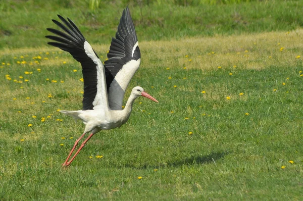 Beyaz leylek gıda çayırda arıyorum. Uzun kırmızı bacakları ve gagası. Çayır biçme.