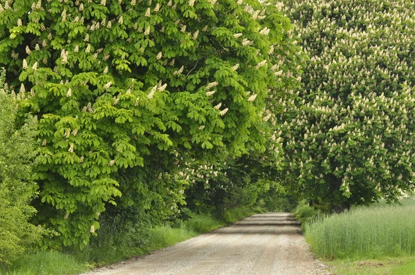 Çakıl yol boyunca kestane ağaçları çiçek açmış. Erken ilkbaharda, beyaz çiçekler