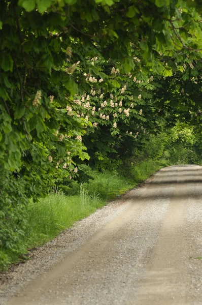 Blooming chestnut trees along the gravel road. Early spring, white flowers — Stock Photo, Image