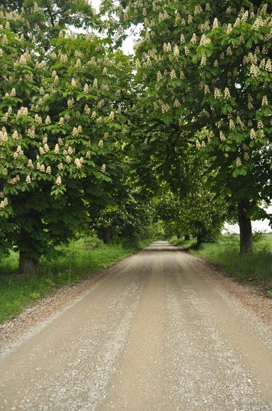 Çakıl yol boyunca kestane ağaçları çiçek açmış. Erken ilkbaharda, beyaz çiçekler