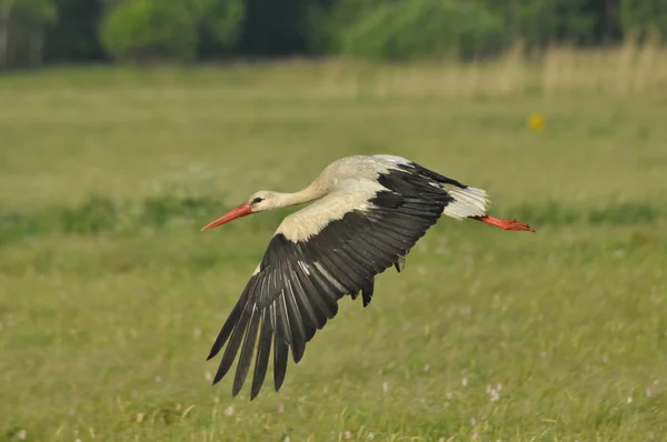 Beyaz leylek gıda çayırda arıyorum. Uzun kırmızı bacakları ve gagası. Çayır biçme.