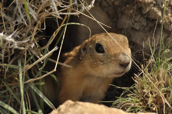 Gopher は、巣の外を見てします。生命に危険があります。トルコ中部 — ストック写真