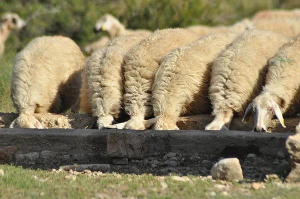 Spent with his flock of sheep grazing. Quenching thirst at the watering hole. — Stock Photo, Image