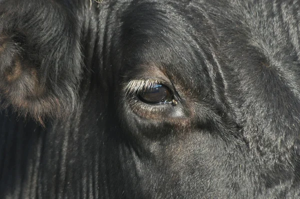 Çayırda otlatma inek. Yakın çekim. Çiftlik hayvanları mera üzerinde.