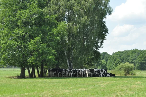 Krowy pasące się na łące. Szczelnie-do góry. Zwierzęta gospodarskie na pastwisko. — Zdjęcie stockowe