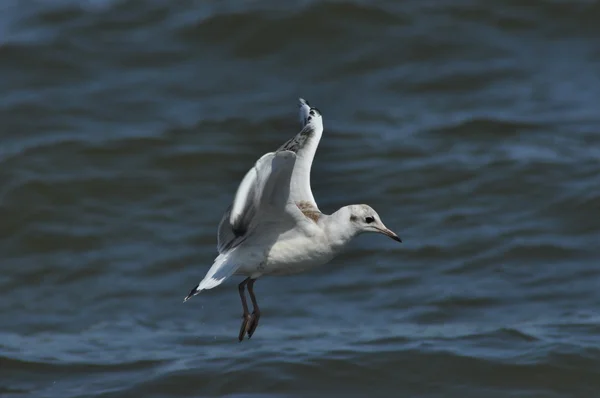 Seagull over de golven. Zee, strand, vakantie. Vakantie in Polen — Stockfoto