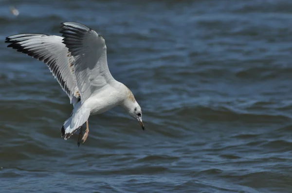 Seagull over de golven. Zee, strand, vakantie. Vakantie in Polen — Stockfoto