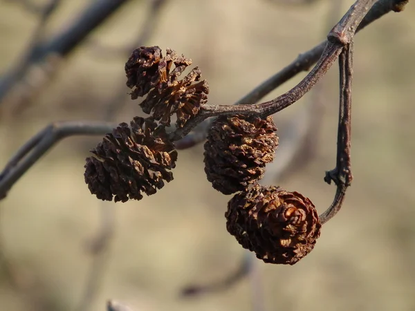 Conos de aliso negro colgando de un árbol en el bosque de hoja caduca. Conos marrones . —  Fotos de Stock