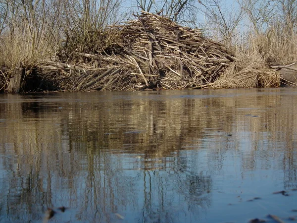 O castor aloja-se nas margens do rio. Ramos dispostos na casa — Fotografia de Stock