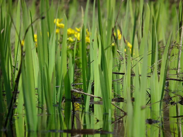Tagetes, Gewone dotterbloem, gele bloemen bloeien in het voorjaar op een moerassig weide — Stockfoto