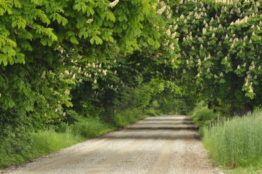 Blooming chestnut trees along the gravel road. Early spring, white flowers clipart