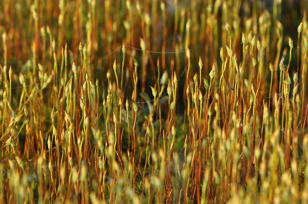 Musgo frutífero. Fechamento de um único musgo de elementos estruturais. Macro foto . — Fotografia de Stock