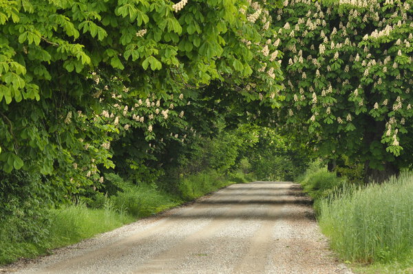 Blooming chestnut trees along the gravel road. Early spring, white flowers