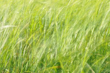 Rüzgarda sallanan sedges. Islak çayır haymaking sırasında. Yemyeşil yeşil çimen.