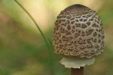 Yenilebilir mantarlar. Hassasiyet. Tabaklara ilave. Sonbahar mantarı toplama