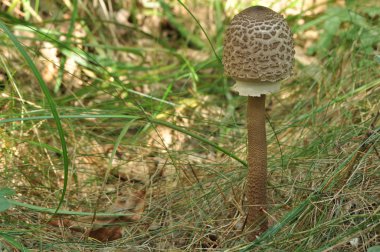 Yenilebilir mantarlar. Hassasiyet. Tabaklara ilave. Sonbahar mantarı toplama