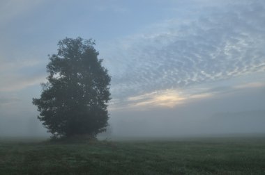 Siste ağaçlar. Değişken hava. Çayırı temizleyin. Sabah çiğ taneleriyle