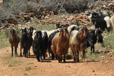 Keçi sürüsü. Hayvanlar mera ile geçirdi