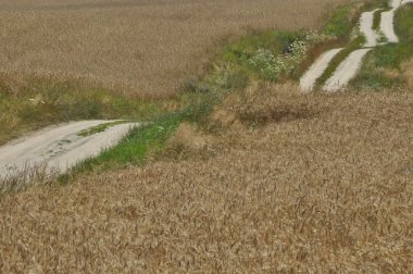 köy yolunda tarım arazileri ile. kumlu hills yolda. ülkenin peyzaj.