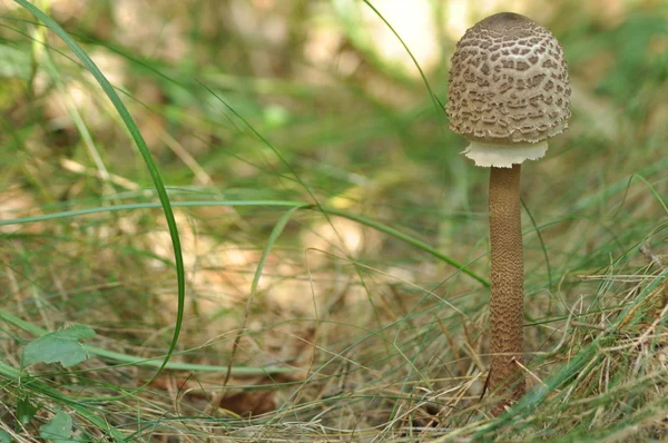 Cogumelos comestíveis Delicado. A adição aos pratos. Colheita de cogumelos no outono — Fotografia de Stock