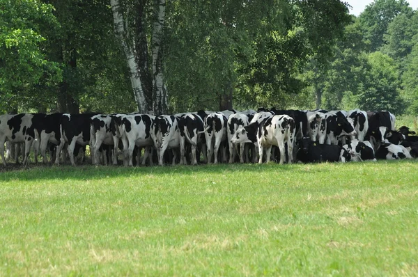 Çayırda otlatma inek. Yakın çekim. Çiftlik hayvanları mera üzerinde.