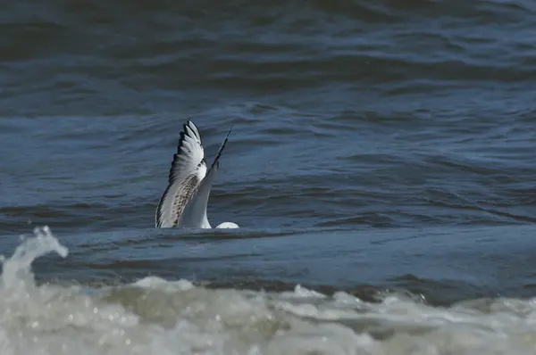 Seagull Flying, Searching For Food Over The Waves. Mar Báltico en Polonia . —  Fotos de Stock