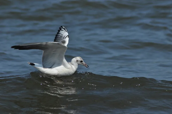Mewa latania, poszukując pokarmu przez fale. Morze Bałtyckie w Polsce. — Zdjęcie stockowe